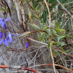 Stypandra glauca at Goulburn, NSW - 18 Aug 2024