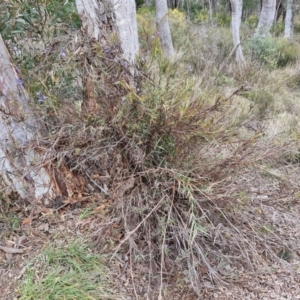 Stypandra glauca at Goulburn, NSW - 18 Aug 2024