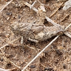 Acrididae sp. (family) (Unidentified Grasshopper) at Goulburn, NSW - 18 Aug 2024 by trevorpreston