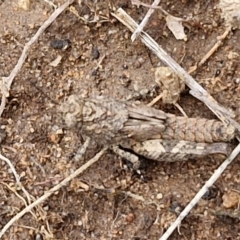 Acrididae sp. (family) at Goulburn, NSW - 18 Aug 2024 01:20 PM