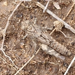 Acrididae sp. (family) at Goulburn, NSW - 18 Aug 2024 01:20 PM