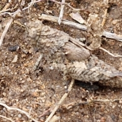 Acrididae sp. (family) at Goulburn, NSW - 18 Aug 2024 01:20 PM