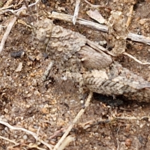 Acrididae sp. (family) at Goulburn, NSW - 18 Aug 2024