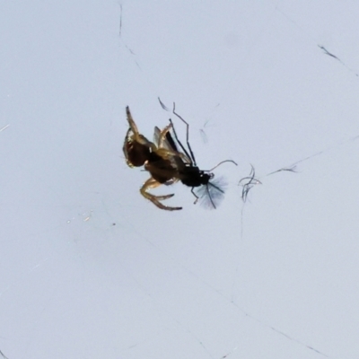 Unverified Spider (Araneae) at Leneva, VIC - 18 Aug 2024 by KylieWaldon