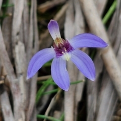 Cyanicula caerulea (Blue Fingers, Blue Fairies) at Mount Gray Recreation Reserve, Goulburn - 18 Aug 2024 by trevorpreston