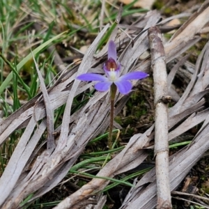 Cyanicula caerulea at Goulburn, NSW - 18 Aug 2024