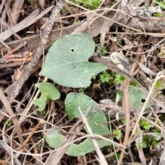 Acianthus sp. (Mayflower Orchid) at Mount Gray Recreation Reserve, Goulburn - 18 Aug 2024 by trevorpreston