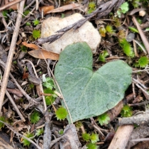 Acianthus sp. at Goulburn, NSW - 18 Aug 2024