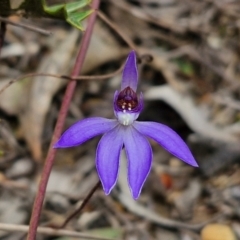 Cyanicula caerulea (Blue Fingers, Blue Fairies) at Goulburn, NSW - 18 Aug 2024 by trevorpreston