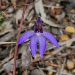 Cyanicula caerulea at Goulburn, NSW - suppressed