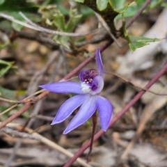 Cyanicula caerulea at Goulburn, NSW - suppressed