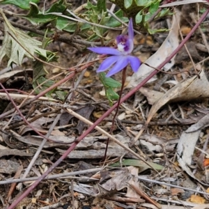 Cyanicula caerulea at Goulburn, NSW - suppressed