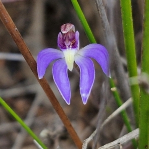 Cyanicula caerulea at Goulburn, NSW - suppressed