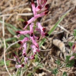 Fumaria sp. at Strathnairn, ACT - 18 Aug 2024