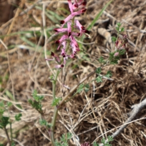 Fumaria sp. at Strathnairn, ACT - 18 Aug 2024