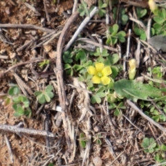 Oxalis sp. (Wood Sorrel) at Strathnairn, ACT - 18 Aug 2024 by Clarel