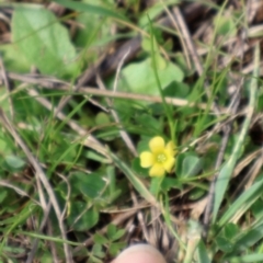 Oxalis sp. at Strathnairn, ACT - 18 Aug 2024 10:53 AM