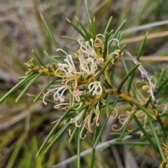 Hakea decurrens (Bushy Needlewood) at Goulburn, NSW - 18 Aug 2024 by trevorpreston