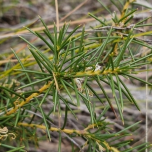 Hakea decurrens at Goulburn, NSW - 18 Aug 2024 01:14 PM