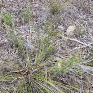 Hakea decurrens at Goulburn, NSW - 18 Aug 2024 01:14 PM