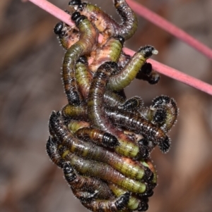 Pergidae sp. (family) at Karabar, NSW - 18 Aug 2024