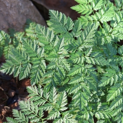 Conium maculatum (Hemlock) at Macnamara, ACT - 18 Aug 2024 by Clarel