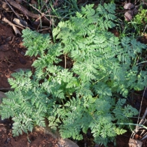 Conium maculatum at Macnamara, ACT - 18 Aug 2024