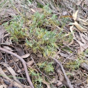 Lomandra obliqua at Goulburn, NSW - 18 Aug 2024