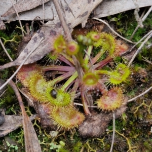 Drosera auriculata at Goulburn, NSW - 18 Aug 2024 01:07 PM