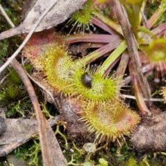 Drosera auriculata at Goulburn, NSW - 18 Aug 2024 01:07 PM