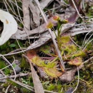 Drosera auriculata at Goulburn, NSW - 18 Aug 2024 01:07 PM