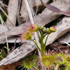 Drosera auriculata at Goulburn, NSW - 18 Aug 2024 01:07 PM