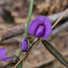 Hovea heterophylla (Common Hovea) at Goulburn, NSW - 18 Aug 2024 by trevorpreston