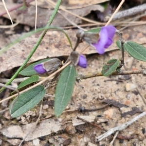 Hovea heterophylla at Goulburn, NSW - 18 Aug 2024 01:06 PM