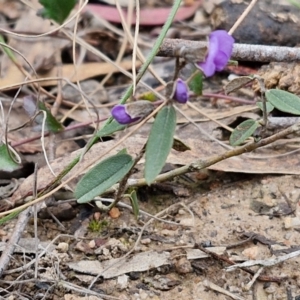 Hovea heterophylla at Goulburn, NSW - 18 Aug 2024