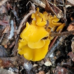 Phaeohelotium (Discinella terrestris aggregate) at Goulburn, NSW - 18 Aug 2024 by trevorpreston