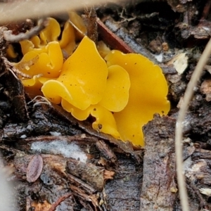 Phaeohelotium (Discinella terrestris aggregate) at Goulburn, NSW - 18 Aug 2024