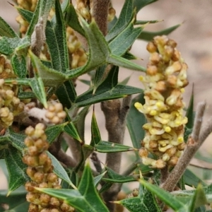 Grevillea ramosissima subsp. ramosissima at Goulburn, NSW - 18 Aug 2024 01:01 PM