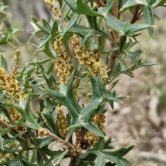 Grevillea ramosissima subsp. ramosissima at Goulburn, NSW - 18 Aug 2024