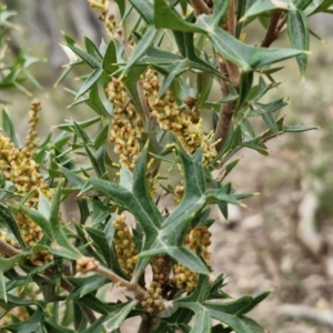 Grevillea ramosissima subsp. ramosissima at Goulburn, NSW - 18 Aug 2024 01:01 PM