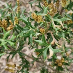 Grevillea ramosissima subsp. ramosissima at Goulburn, NSW - 18 Aug 2024 01:01 PM