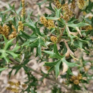 Grevillea ramosissima subsp. ramosissima at Goulburn, NSW - 18 Aug 2024