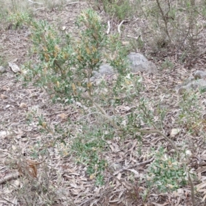 Grevillea ramosissima subsp. ramosissima at Goulburn, NSW - 18 Aug 2024 01:01 PM