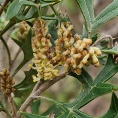 Grevillea ramosissima subsp. ramosissima at Goulburn, NSW - 18 Aug 2024