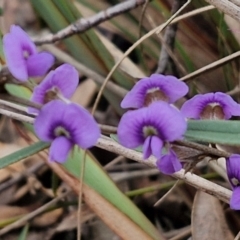 Hovea heterophylla (Common Hovea) at Goulburn, NSW - 18 Aug 2024 by trevorpreston