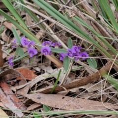 Hovea heterophylla at Goulburn, NSW - 18 Aug 2024