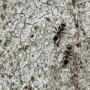 Anonychomyrma sp. (genus) at Goulburn, NSW - 18 Aug 2024