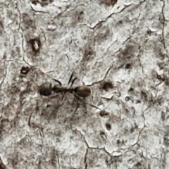 Anonychomyrma sp. (genus) at Goulburn, NSW - 18 Aug 2024 12:55 PM