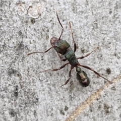 Rhytidoponera metallica (Greenhead ant) at Goulburn, NSW - 18 Aug 2024 by trevorpreston