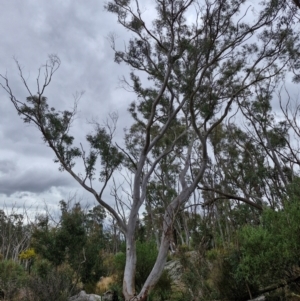 Eucalyptus rossii at Goulburn, NSW - 18 Aug 2024